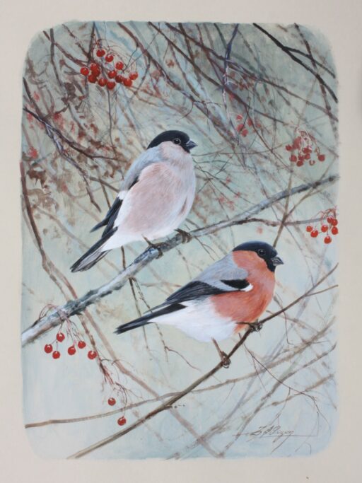 N° 5837 - "Couple de bouvreuils"