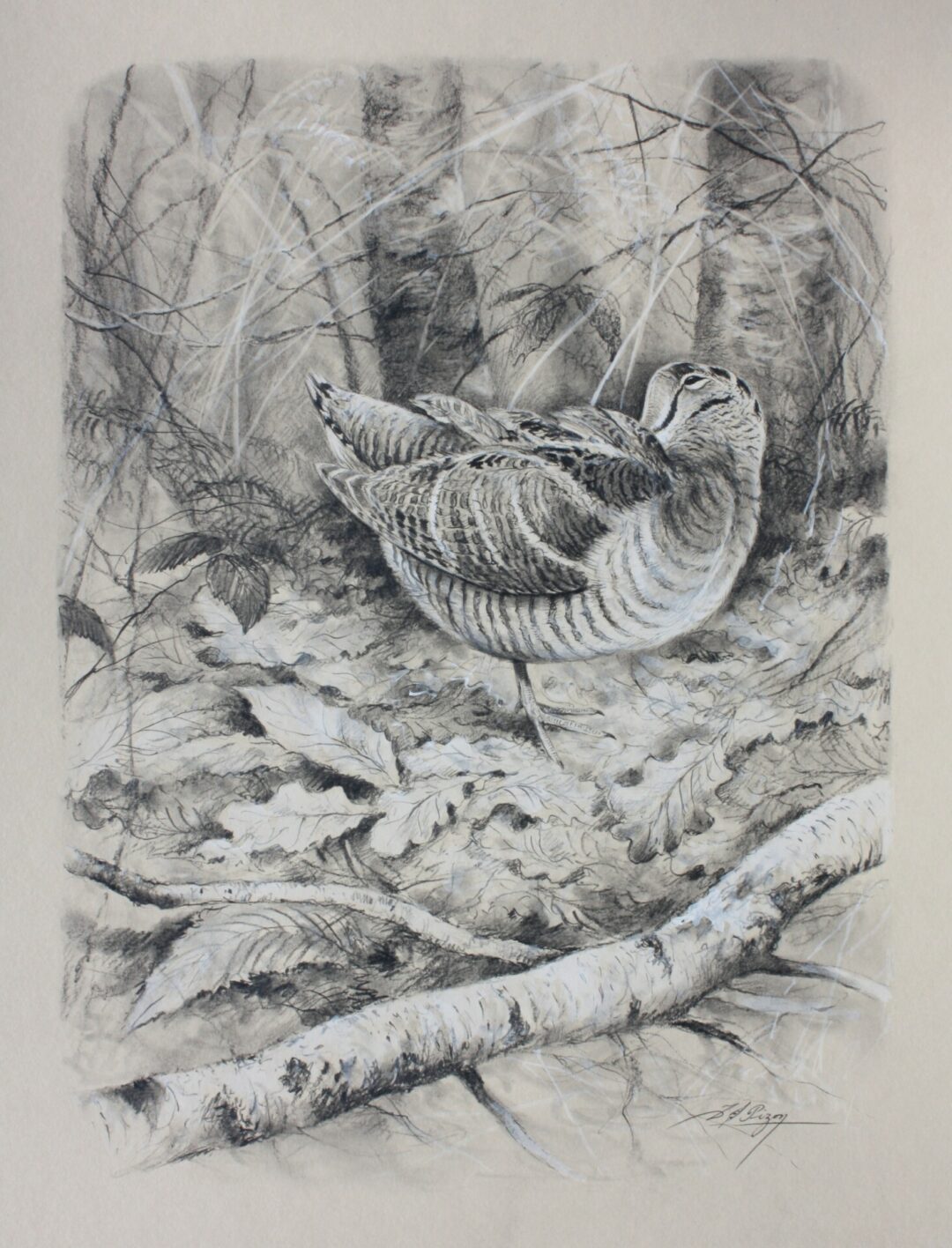 N° 5893 -"Bécasse au repos"