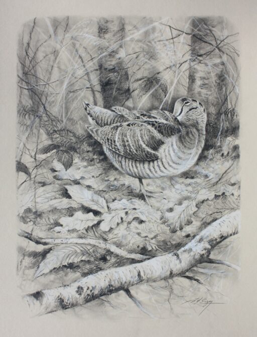 N° 5893 -"Bécasse au repos"