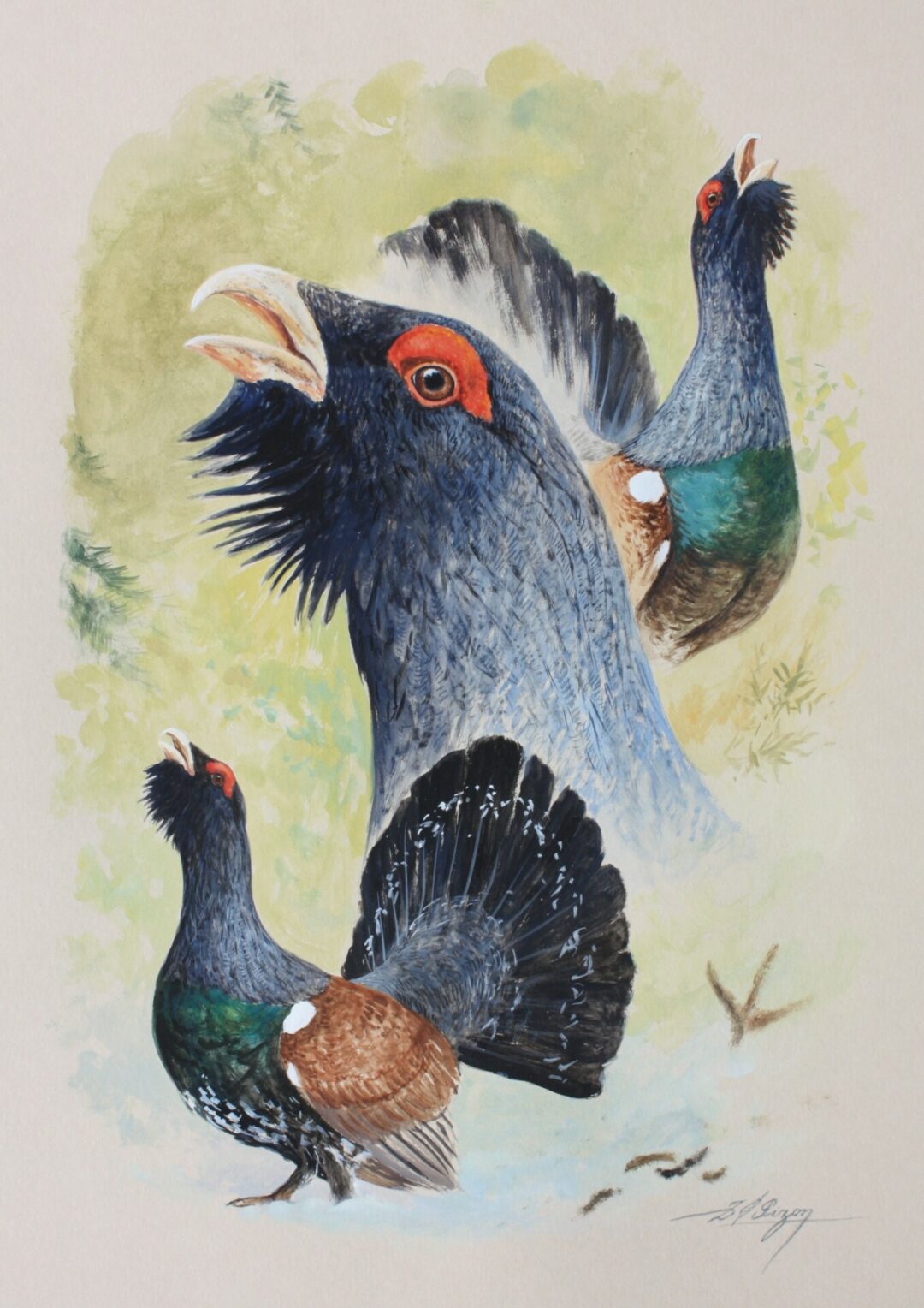 N° 5898 - "Etude de grand tétras"