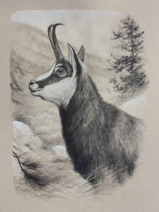 N° 5918 - "Portrait de chamois"