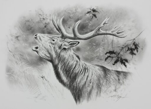 N° 5953 - "Cerf au brame"