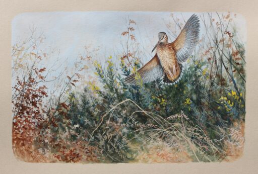 N° 6069 - "Sortie des ajoncs"