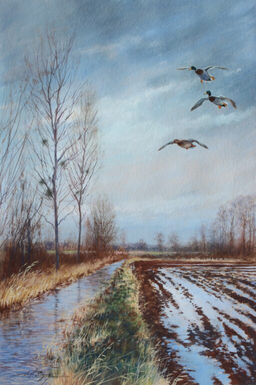 N° 6323 - "Arrivée de colverts"