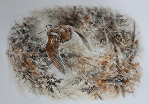 N° 6326 - "Bécasse vue de dos"