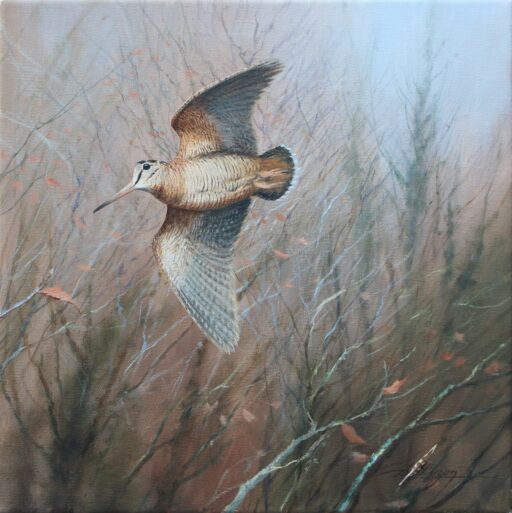 N° 6464 - "Bécasse qui passe"